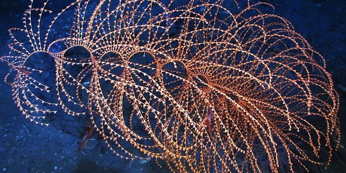 Soft coral garden in Greenland needs protection