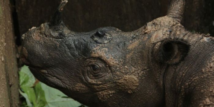 Recently-Found Wild Sumatran Rhino Dies After Capture