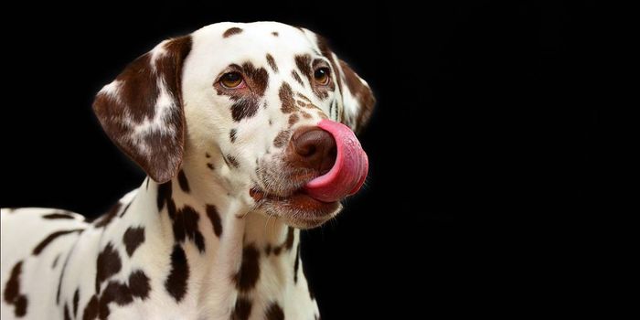 Self-learning, Light-responsive Robot Inspired by Pavlov's Dog