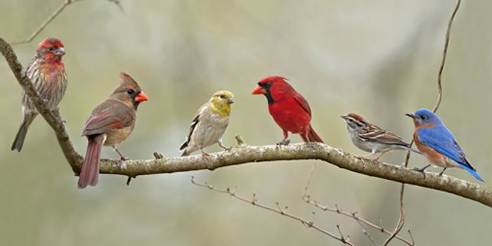 There Could Be Twice As Many Bird Species As Originally Thought