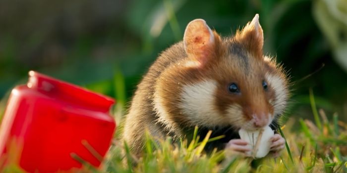 A Hamster's Stuffable Cheeks Can be Convenient, But Not in This Case