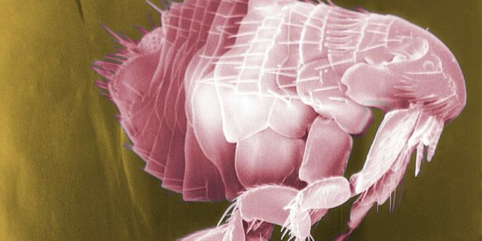 Here's What Makes Fleas Such a Problem