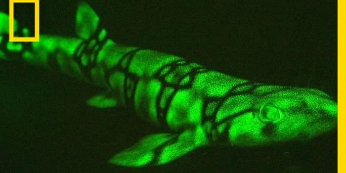 Neon sharks caught on camera