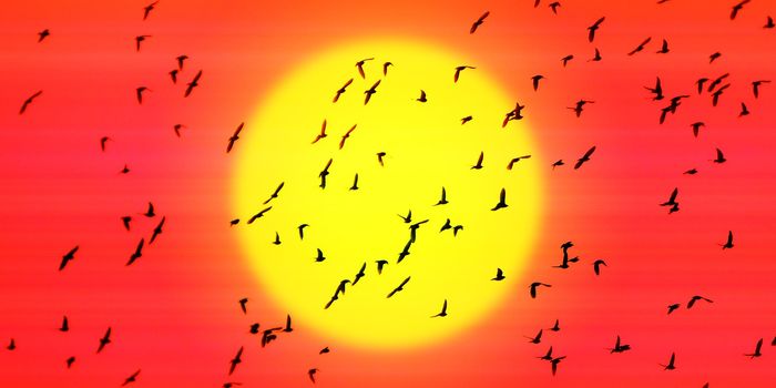 Is the Earth's Magnetic Field Sending Birds the Wrong Direction?
