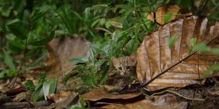 Meet the World's Smallest Cat