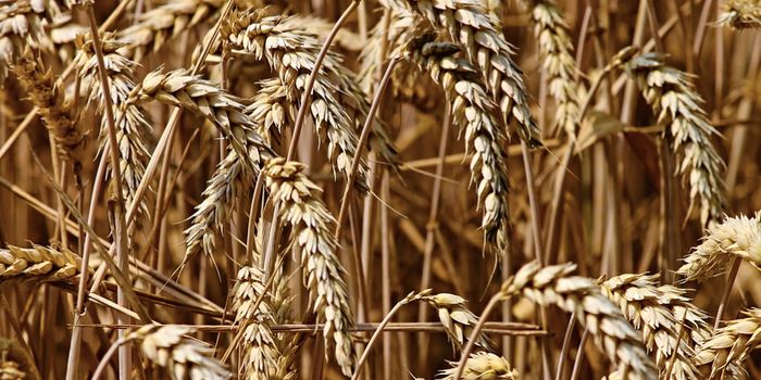 A Bacterial Strain Could Protect Against Celiac