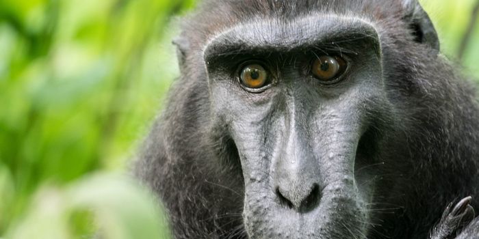 Monkey From Israeli Zoo Befriends a Chicken