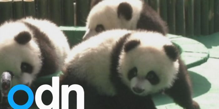 Panda Triplets Now Have Names