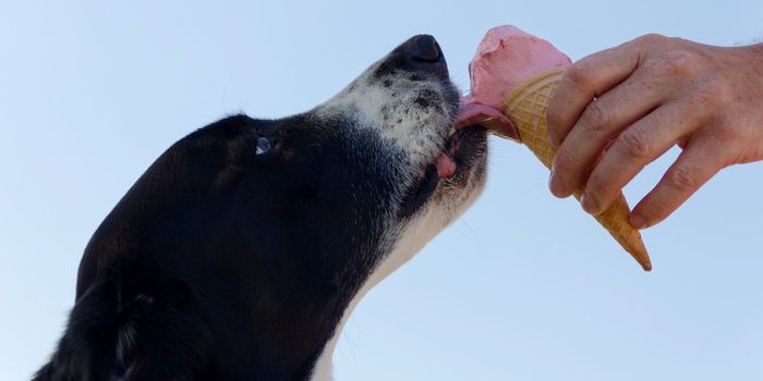 Diet changes in early life can reduce risk of digestive issues in dogs