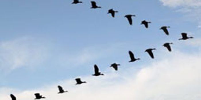 Understanding the Flight Formation of Birds