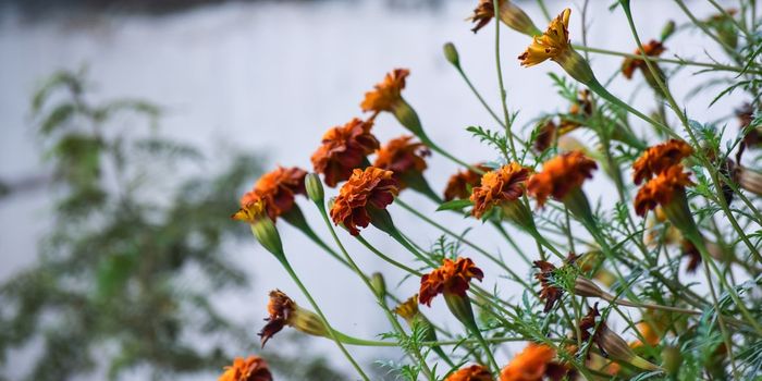 Scientists Discover Contents of an Ancient Mayan Drug Containers