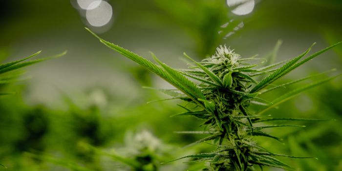 Researchers Will Be Allowed To Use State-Licensed Cannabis for Research