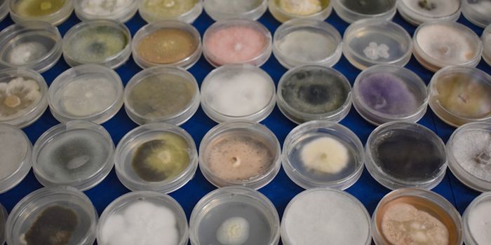 Research Suggests Bacteria & Fungi Interact Far More Than We Knew