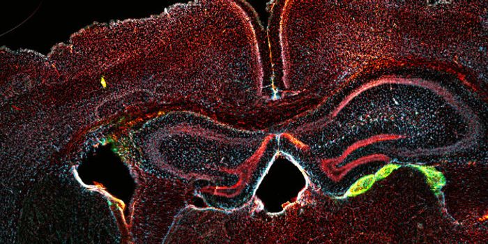 Blood Cells into Brain Cells