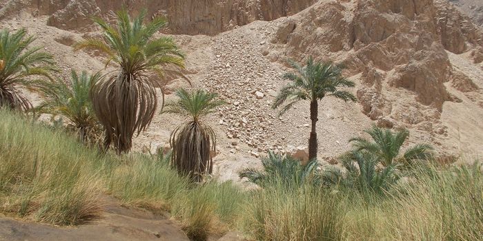 Ancient Egyptian Bees in Danger