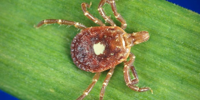 Ticks Carrying Heartland Virus Found in Illinois