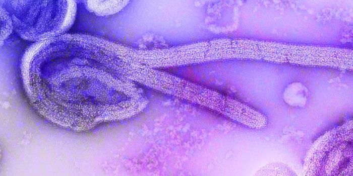 A Relative of Some of the World's Deadliest Viruses is Found in Europe