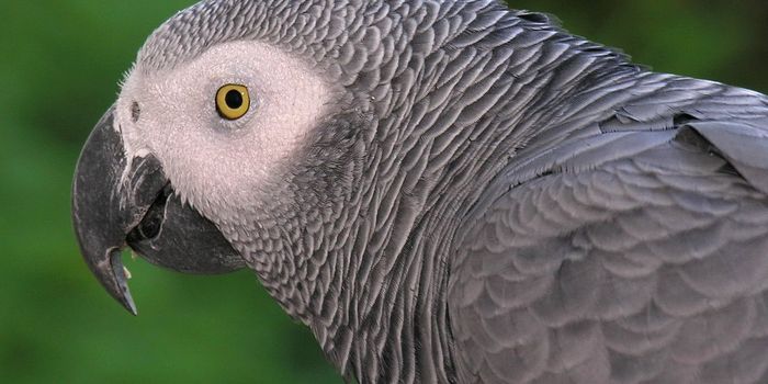 Wild African Gray Parrots Are Now Banned From International Trade