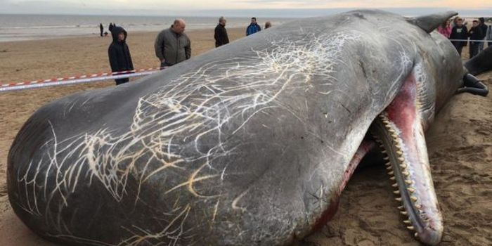 Three Sperm Whales Wash Up on England Beach