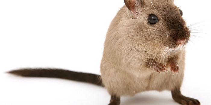 Swimming Microrobots Treat Fatal Pneumonia in Mice