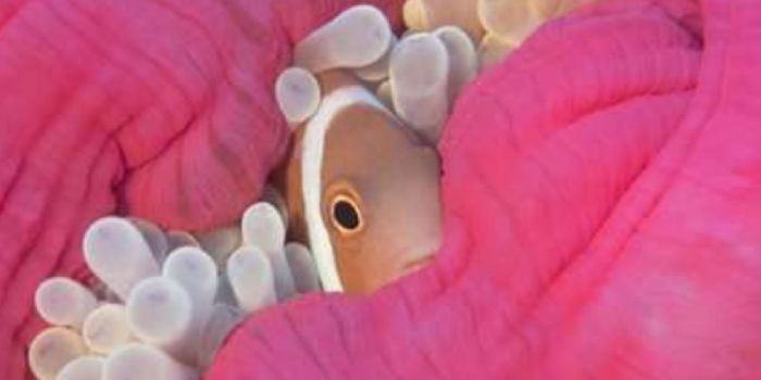 Does Predation Drive the Interspecific Relationship Between Anemones and Clownfish?