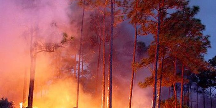 Aerosols and Weather: The Impact of Wildfire Emissions on Temperature and Humidity