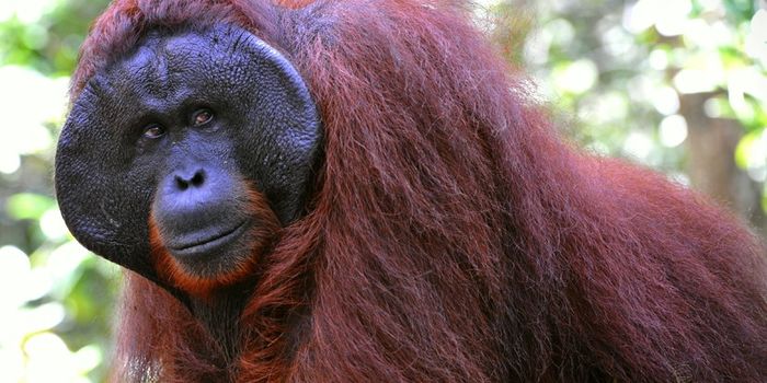 Bornean Orangutan Now Considered Critically Endangered