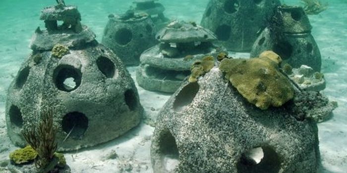 What's your coral reef's insurance policy?