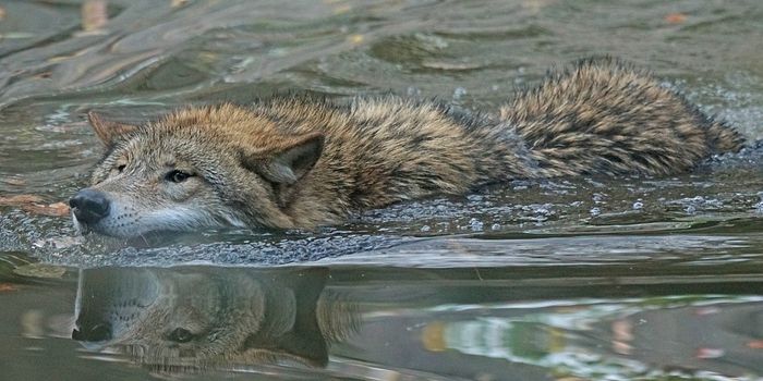 Wolves on Pleasant Island, AK have a New Item on the Menu: Sea Otters