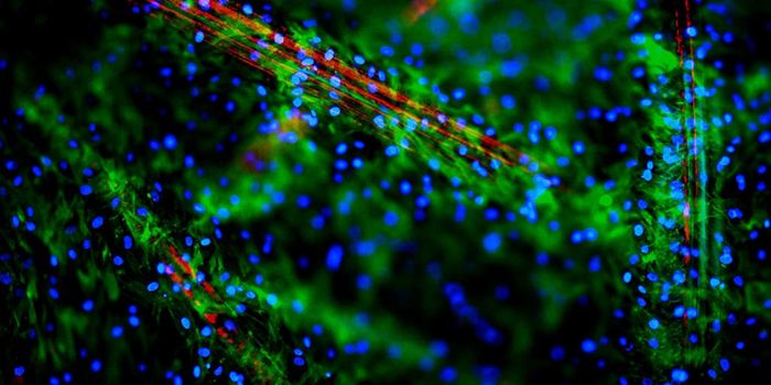 One Molecule Directs Stem Cells to Create new Bone