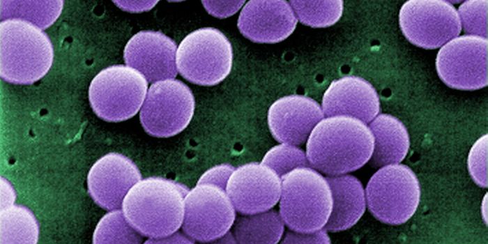 Superantigen Toxins Attack the Body With An "Immune Storm"