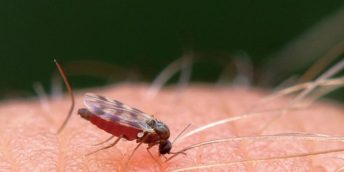 Oropouche Virus - The Disease Has Caused Two Deaths in Brazil