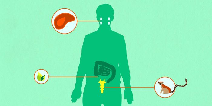 What Are Vestigial Structures?