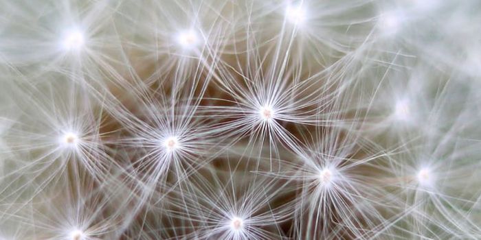 Human Neurons Found to be Surprisingly Different From Other Mammals