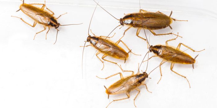 Gut Bacteria Help Cockroaches Communicate