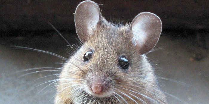 Mouse gut Microbiome is Characterized for the First Time