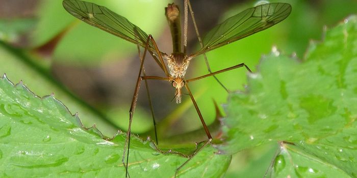 The Mystery Behind How Mosquitoes Fly