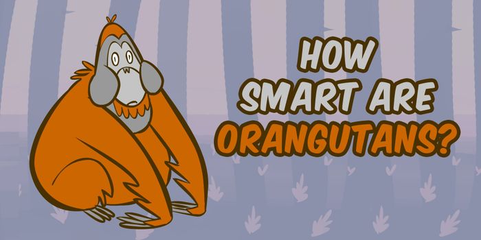 The Incredible Intelligence of Orangutans