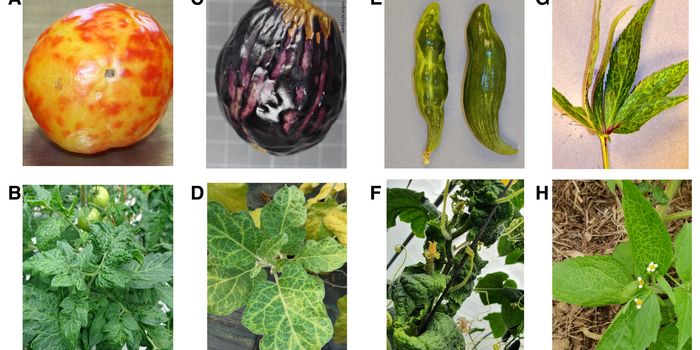 A Multi-National Effort Leads to the Characterization of Emerging Plant Virus