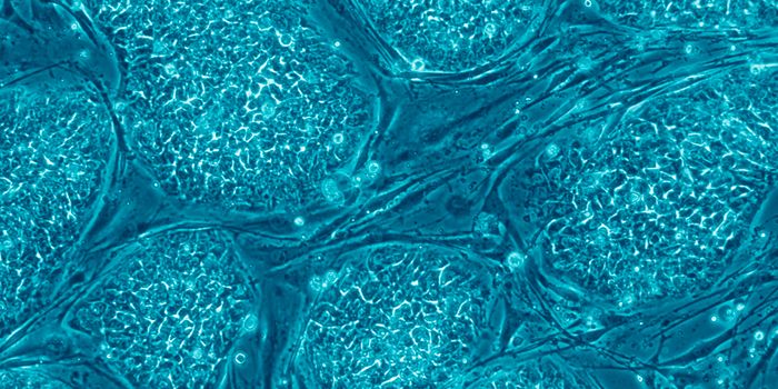 Changes to Human-Animal Stem Cell Research Guidelines Proposed