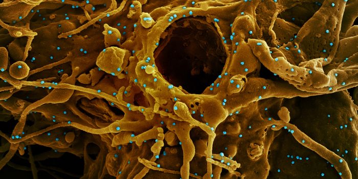 90% of Adults Have Some COVID-19 Resistance, According to WHO