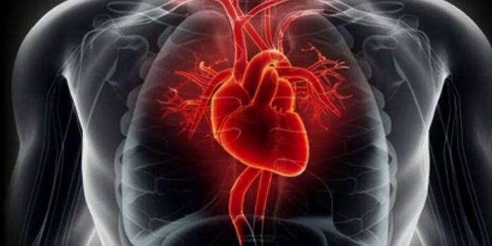 Scientists Achieve Very First Safe Repair of Disease-Causing Mutation in Human Embryos