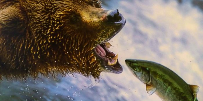 Grizzly Bears Exploit 'Easy' Salmon Sources
