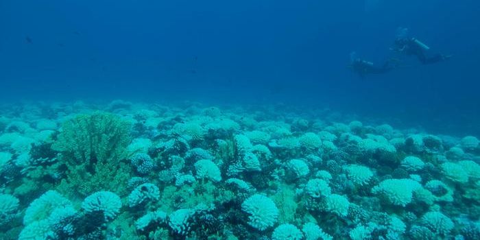 Unveiling the Impact of Coral Bleaching: Insights from Organic Compounds