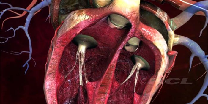 Structure of the Human Heart 