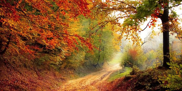 Natural Smells Effective in Reducing Stress Levels