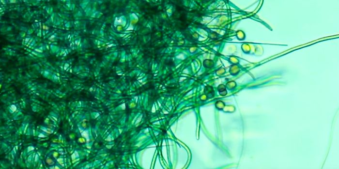 Algae in Space: A Potential Food and Fuel Source?