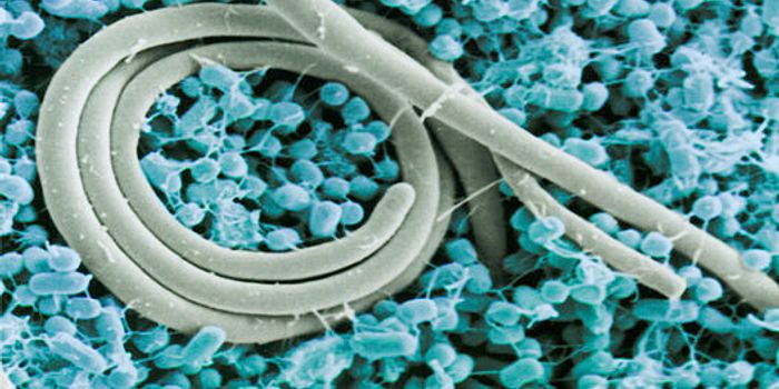 Good gut Microbes Secrete Protective Proteins