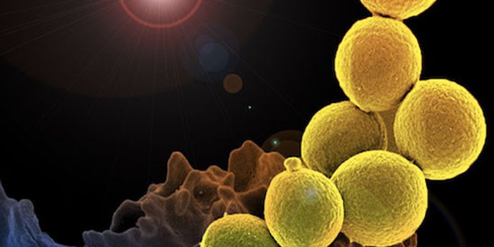 New Peptide can Bust Biofilms