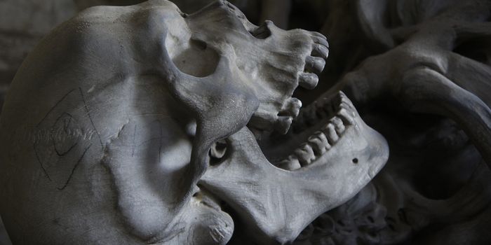 Researchers Discover Jawbone Might Be Earliest Sign of Homo Sapiens